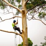 Expert Tree Pruning Services in the Eastern Suburbs of Sydney