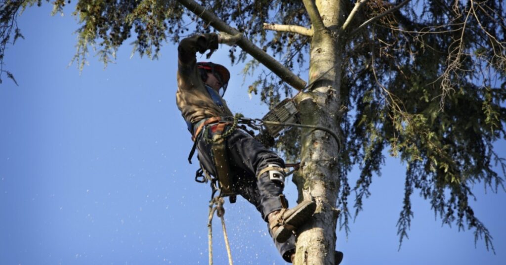 tree purning service