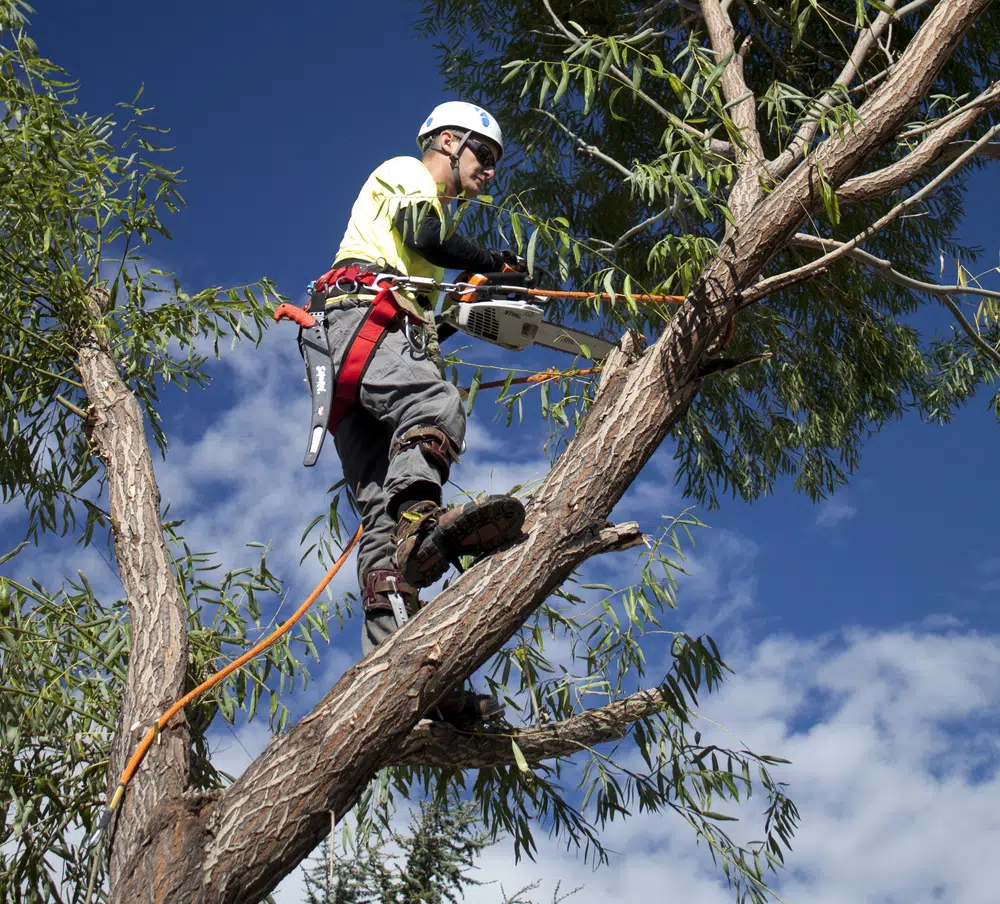 tree pruning service