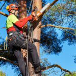 Expert Tree Pruning Services in the Eastern Suburbs of Sydney