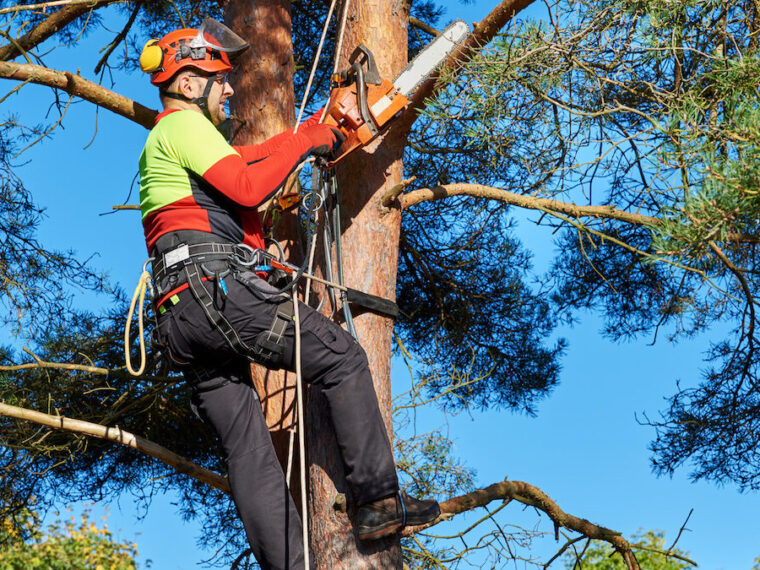 tree pruning service