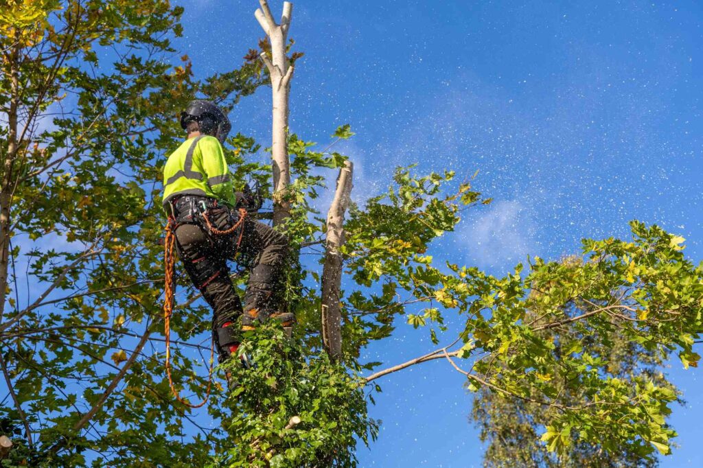 Reliable Tree Removal