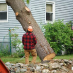 Finding Reliable Tree Removal Near Me: A Complete Guide