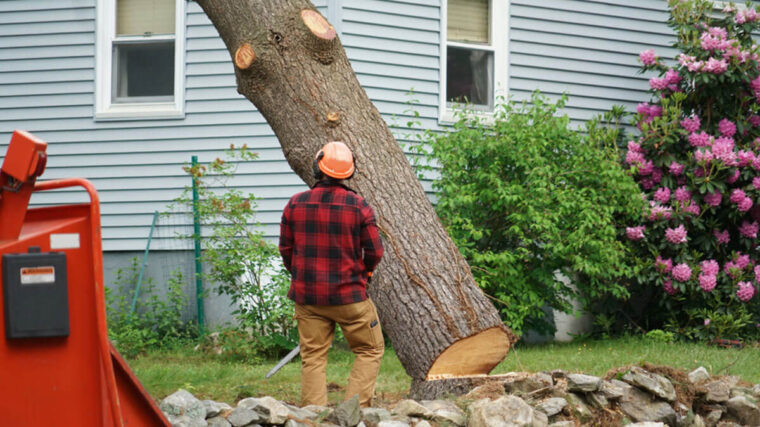 Reliable Tree Removal