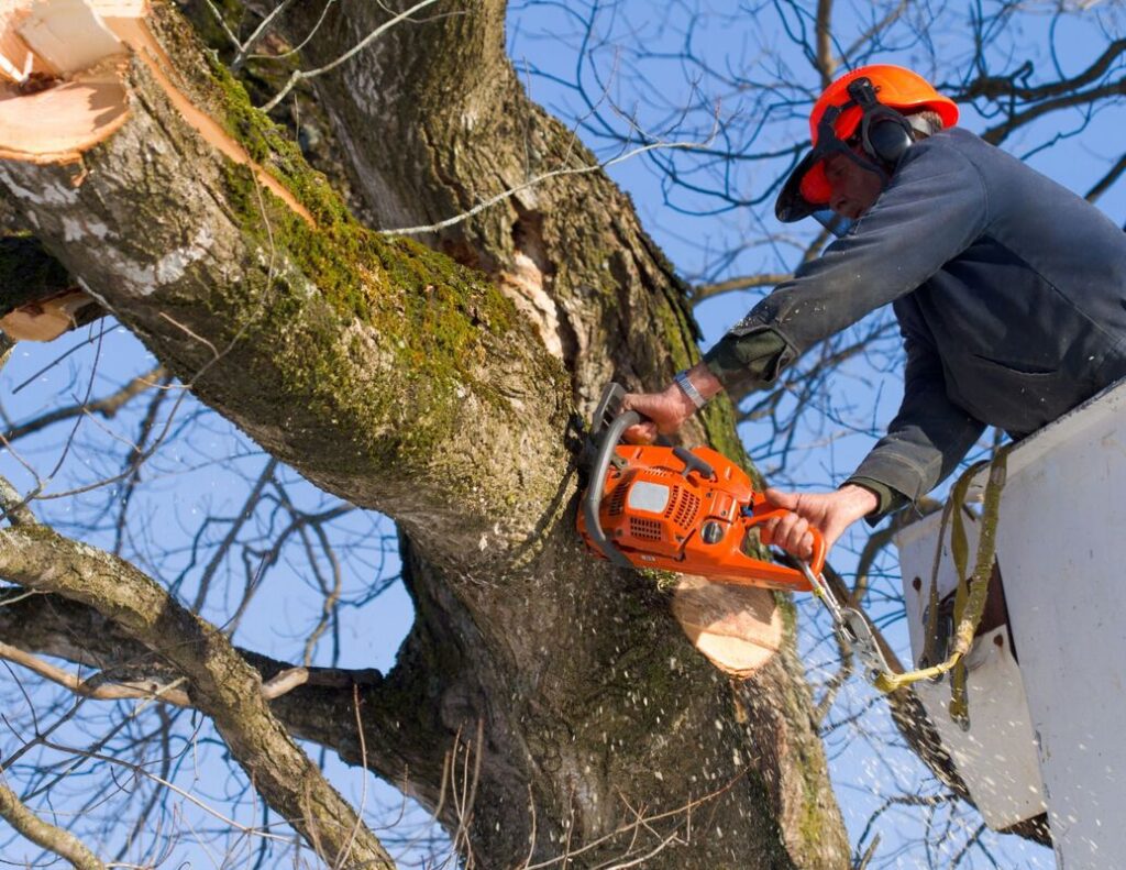 Best Arborist Sydney