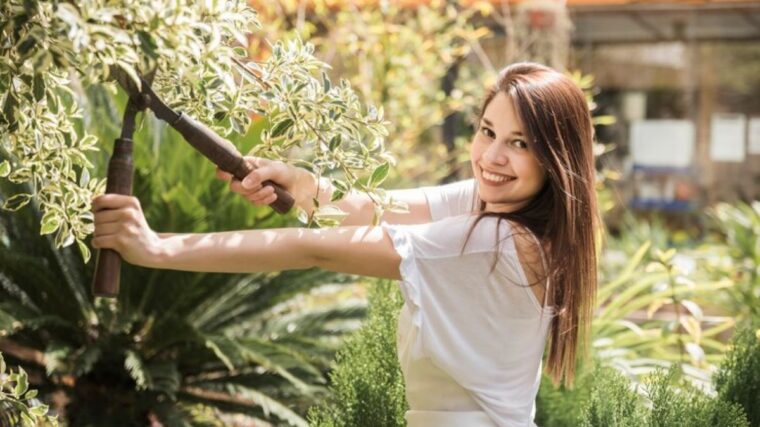 tree pruning services sydney