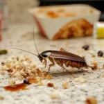 Top 7 Termite Control Services in Sydney and How They Compare